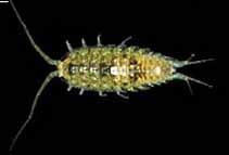 Isopod סרטן שווה-רגל Photo: Bishopmuseum Hawaii